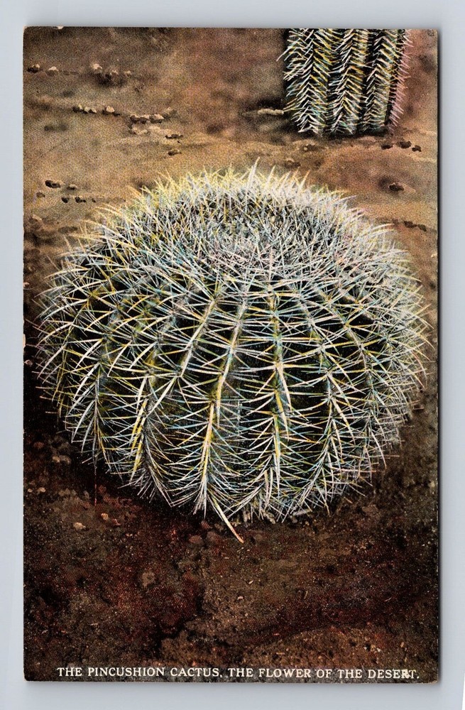 AZ-Arizona, The Pincushion Cactus, Flower, Antique, Vintage Souvenir Postcard