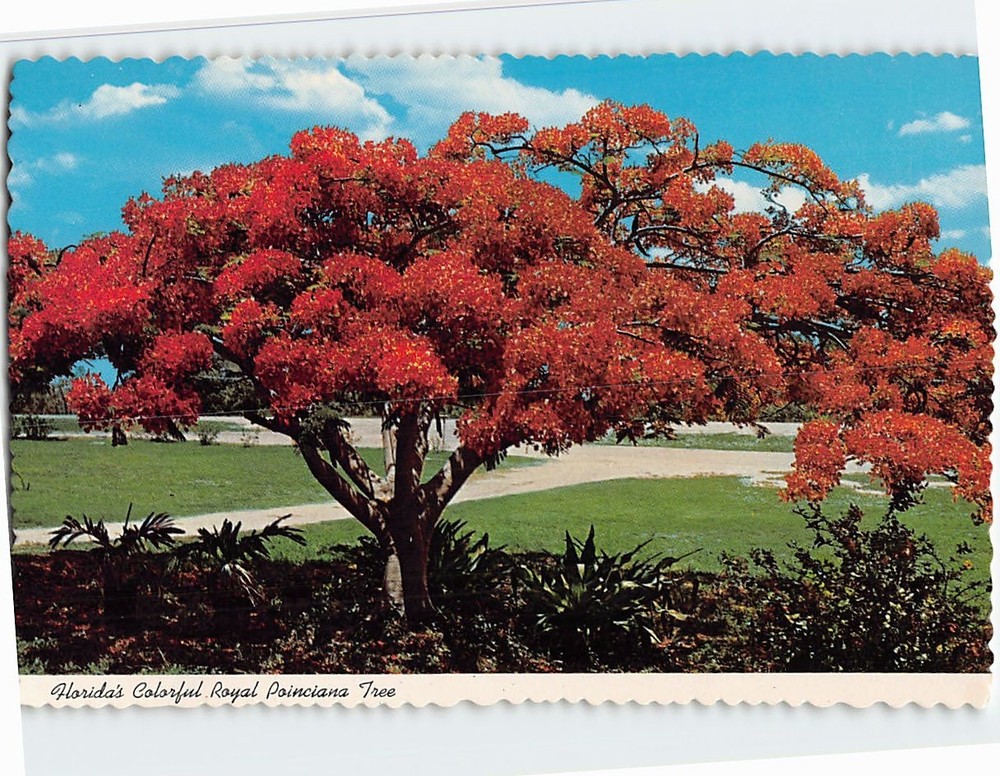 Postcard Royal Poinciana Tree Florida USA