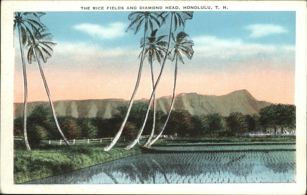 Honolulu Territory of Hawaii Diamond Head rice field 1920s Island Curio postcard