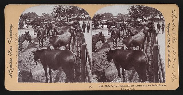 Photo:Tampa Florida 1898 General Miles Mule Corral Transportation Train