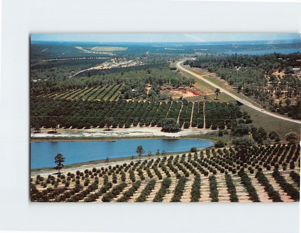 Postcard Citrus Groves in Clermont Florida USA
