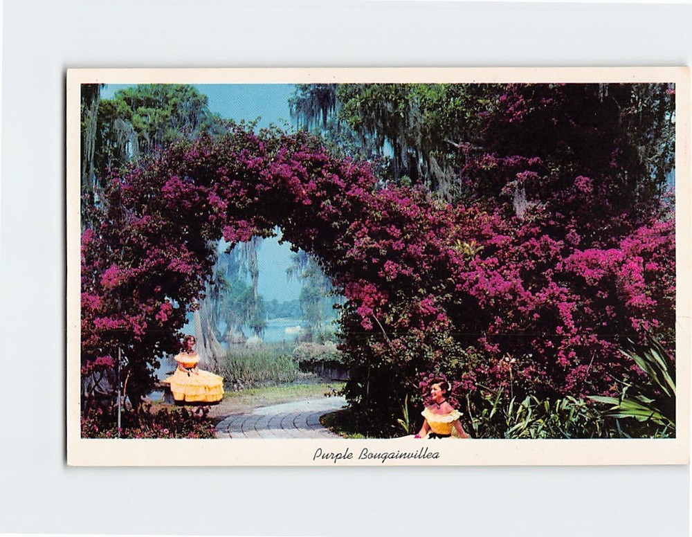 Postcard Purple Bougainvillea At Florida Cypress Gardens USA