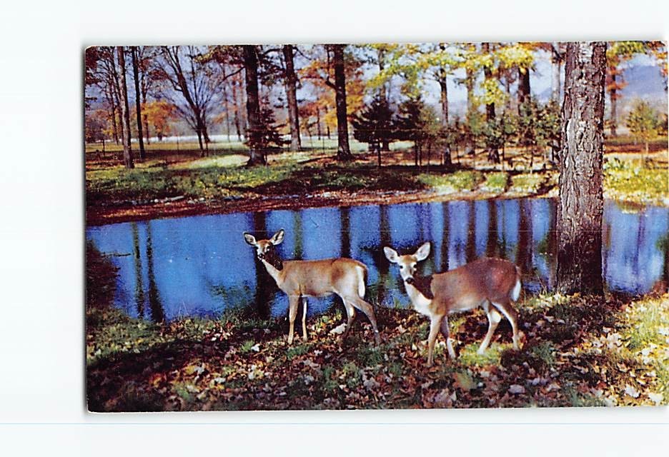 Postcard Mule Deer Lush Mountain Valley USA North America