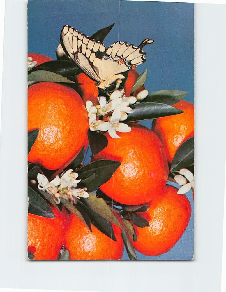 Postcard Giant Swallowtail Butterfly on Tangerines