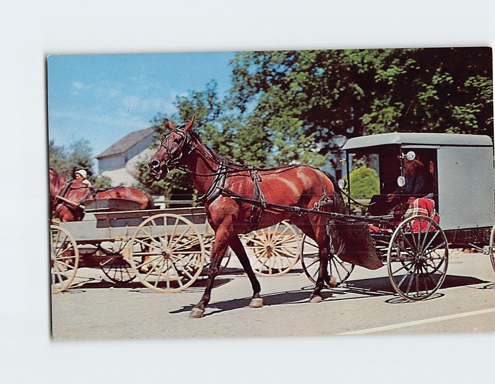 Postcard Amish family in Horse and Buggy The Penna. Dutch Country PA USA