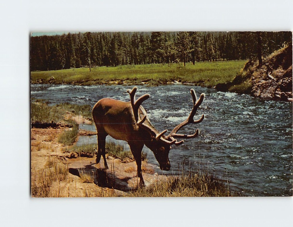 Postcard Bull Elk Yellowstone National Park Wyoming USA