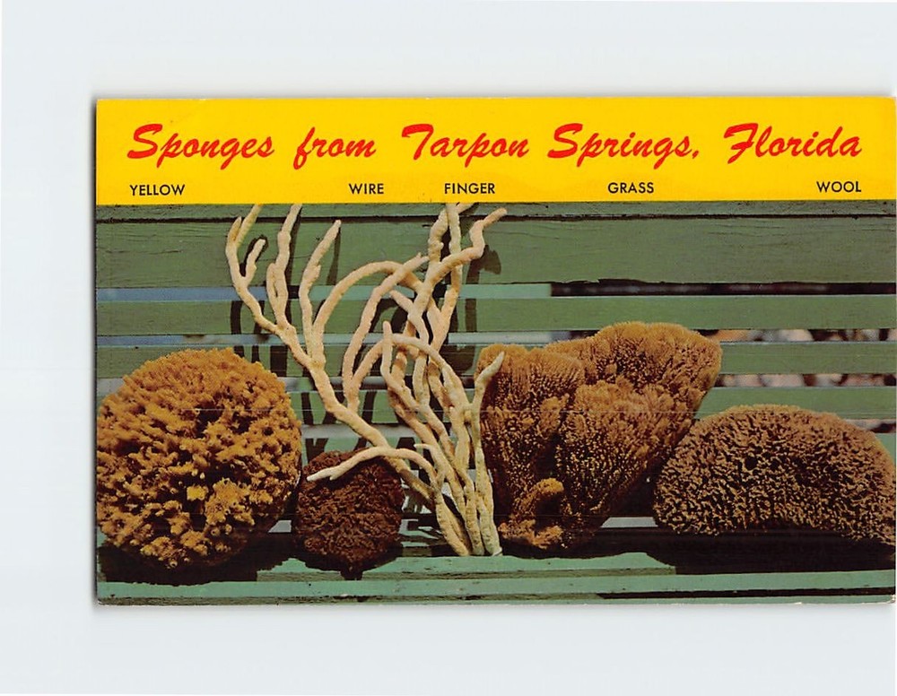 Postcard Sponges from Tarpon Springs Florida USA