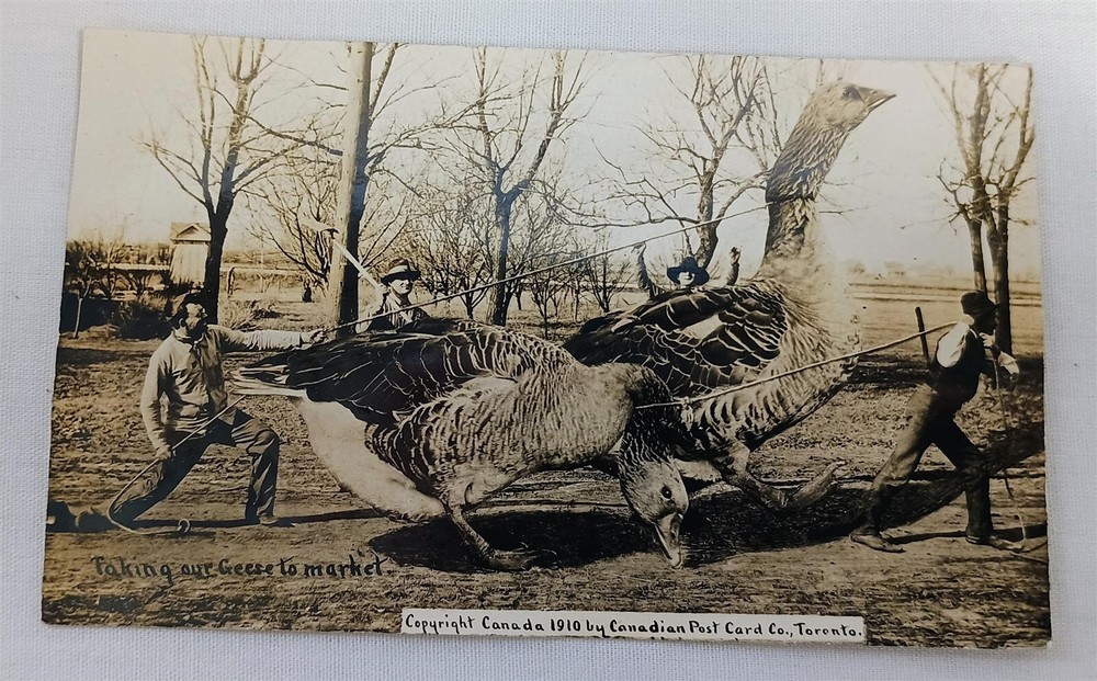 Vintage 1910 Exaggeration Photo Postcard Taking Our Geese to Market RPPC