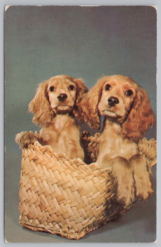 Animal~Blond Cocker Spaniel~Vintage Postcard