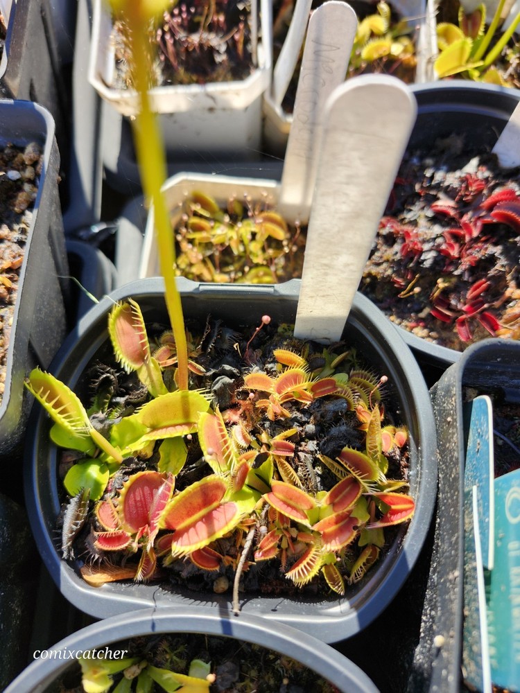 Venus Flytrap Australia Red rossetted Carnivorous Plant (whole pot)