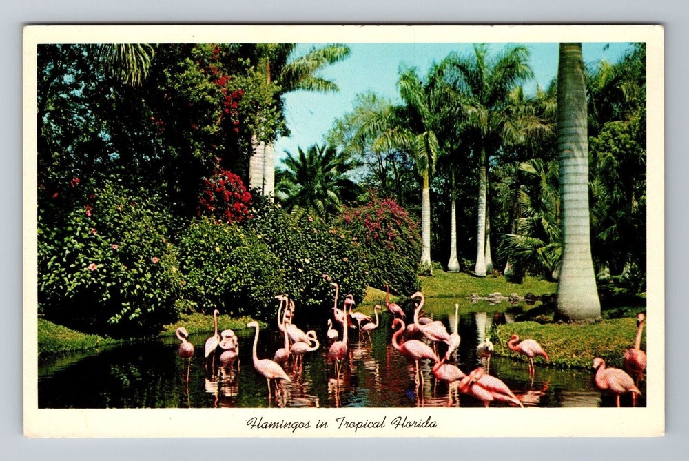 Sarasota FL-Florida, Jungle Garden, Flamingos, Vintage Postcard