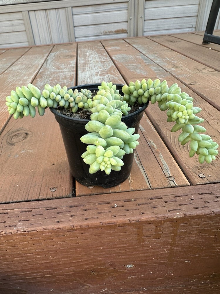 Donkey Tail Succulent Fully Rooted 4 Inch Pot