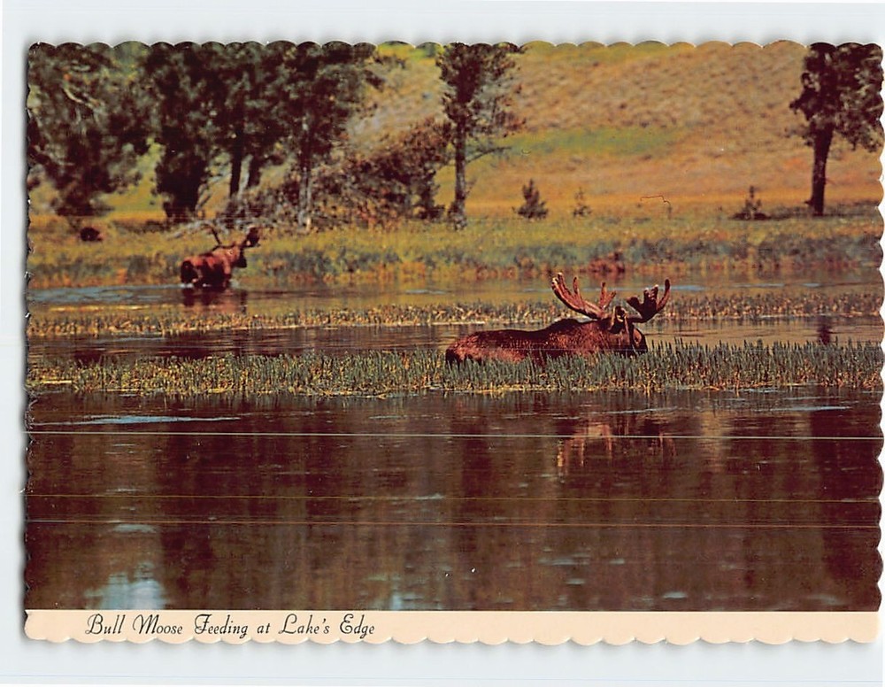 Postcard Bull Moose Feeding at Lake's Edge Canada
