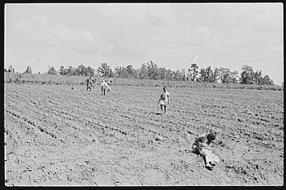 Photo:Flint River Farms Georgia 1939 Farm Workers Planting Field FSA