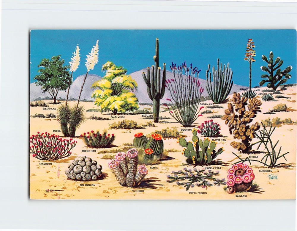 Postcard Cacti and Desert Flora of the Great Southwest