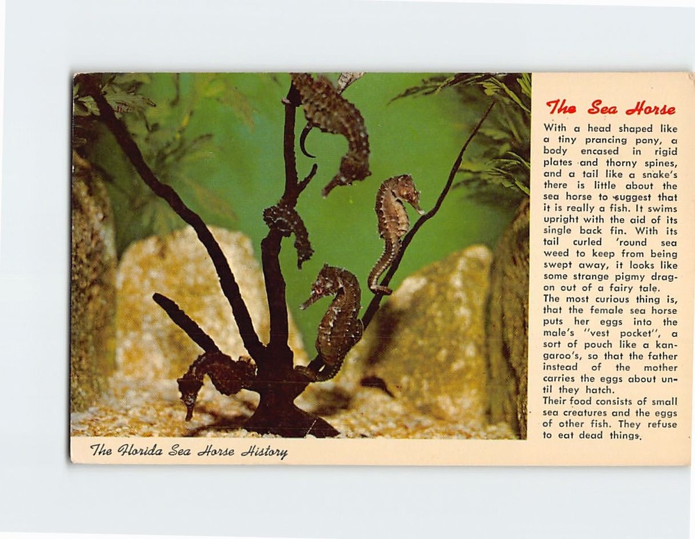 Postcard Sea Horse