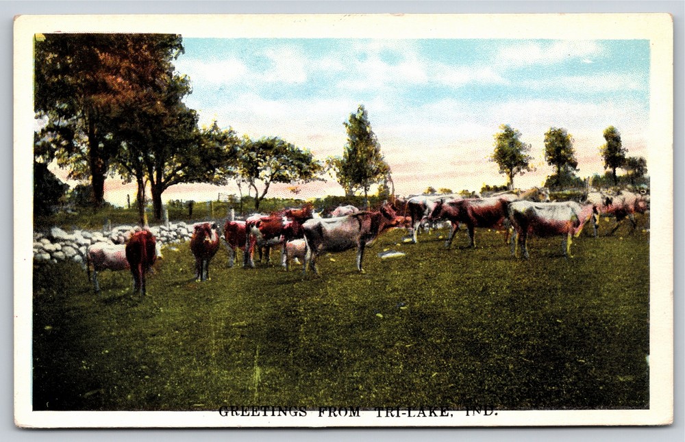 Tri-Lake Indiana~Cows On Field Greeting~Vintage Postcard