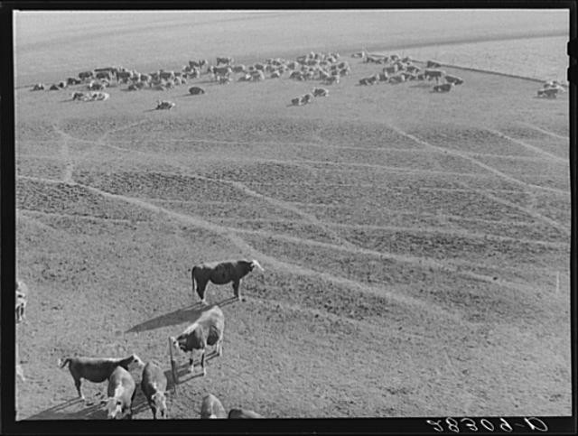 Fred Coulter Farm,Grundy County,Iowa,IA,Farm Security Administration,FSA,1 1