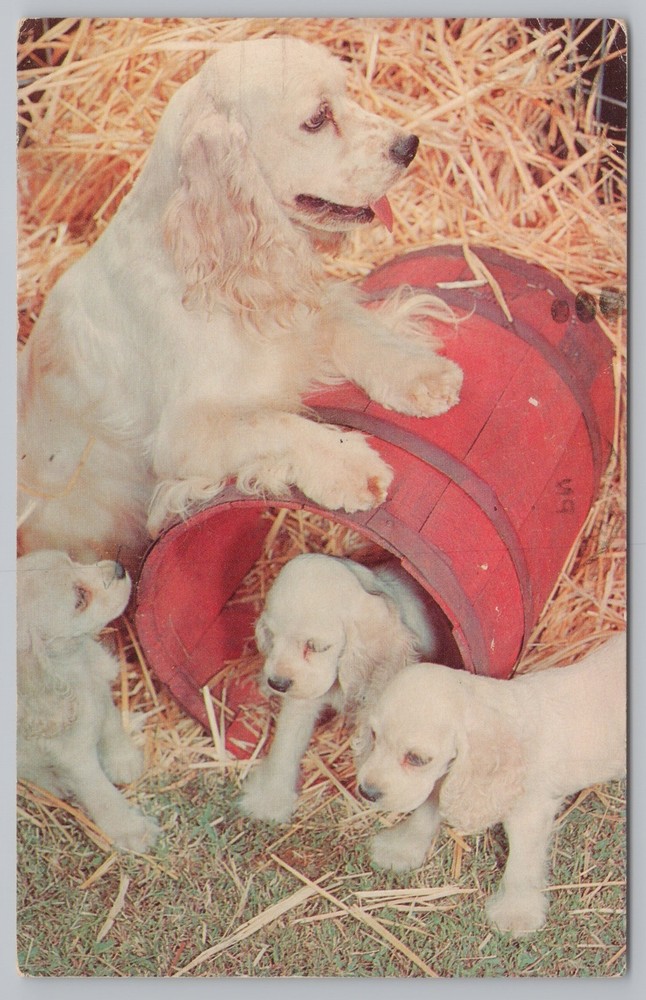 Animal~Dog~Cocker Spaniel & Puppies in Barrel~Vintage Postcard