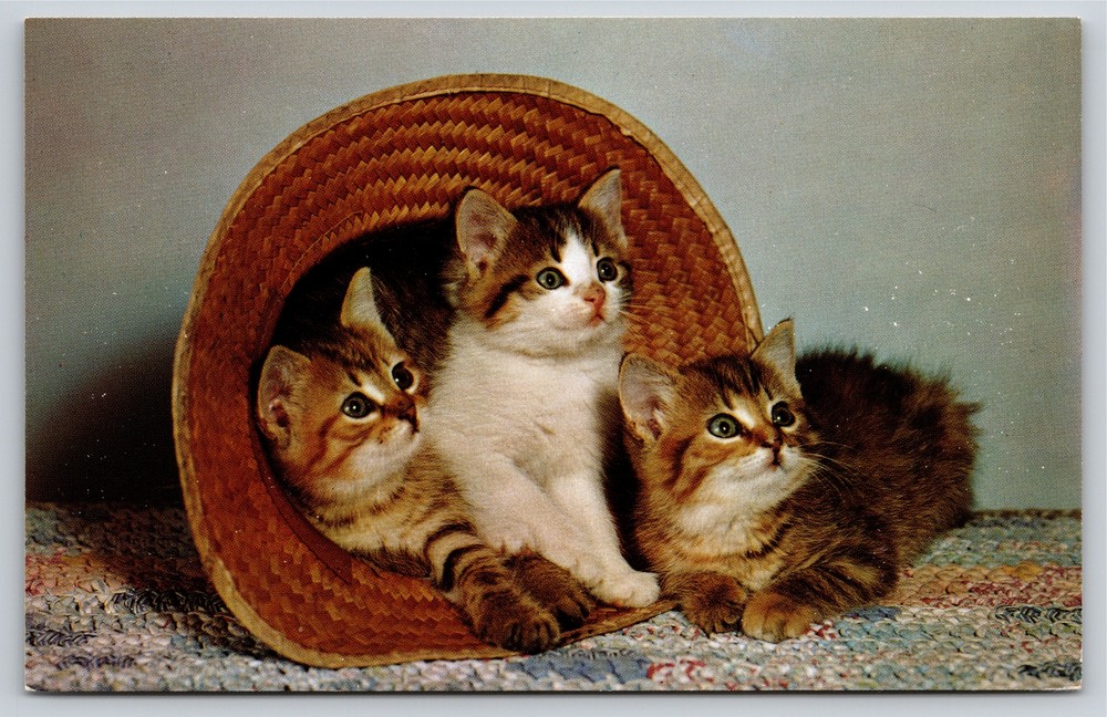 Cats~3 Kittens In Straw Hat On Carpet~Vintage Postcard