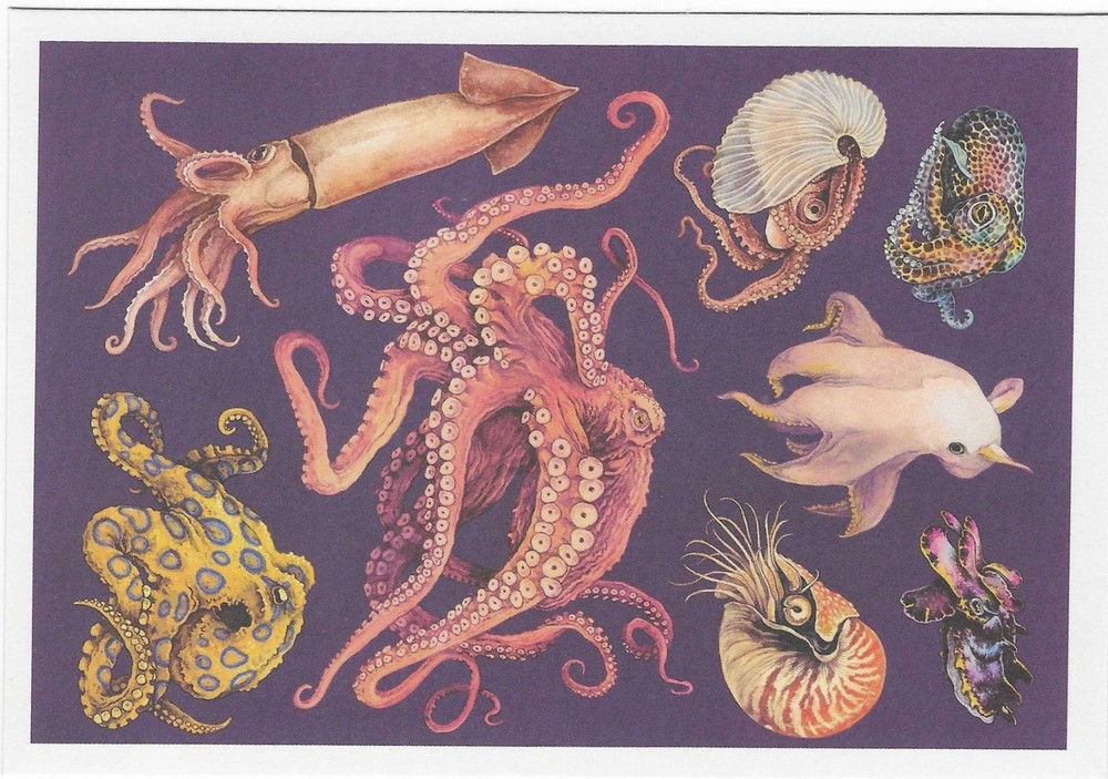 NEW Oceanarium Watercolor Postcard Sea Creatures Marine Mammals