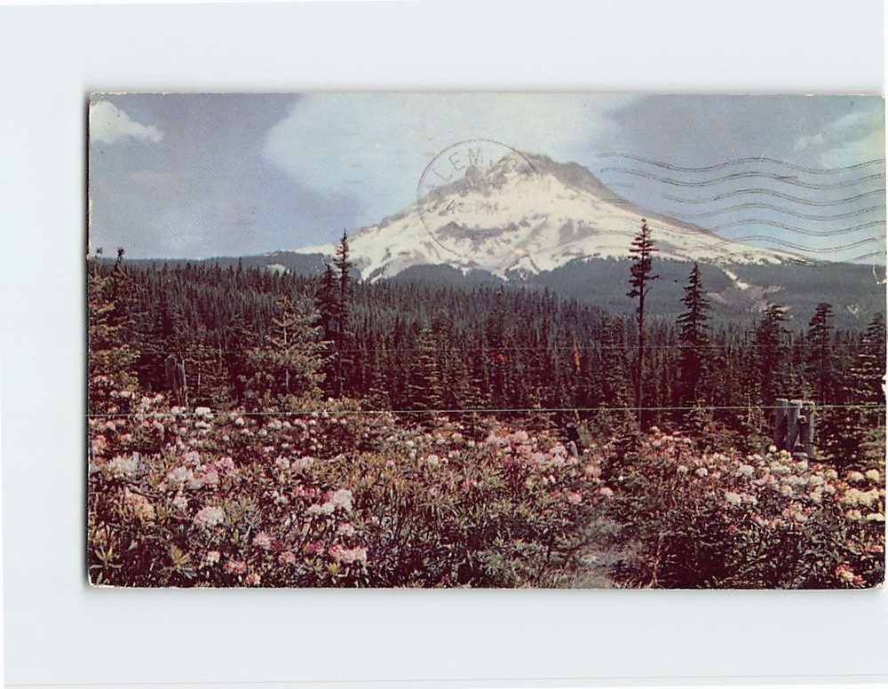 Postcard Rhododendron Time Mt. Hood Oregon USA