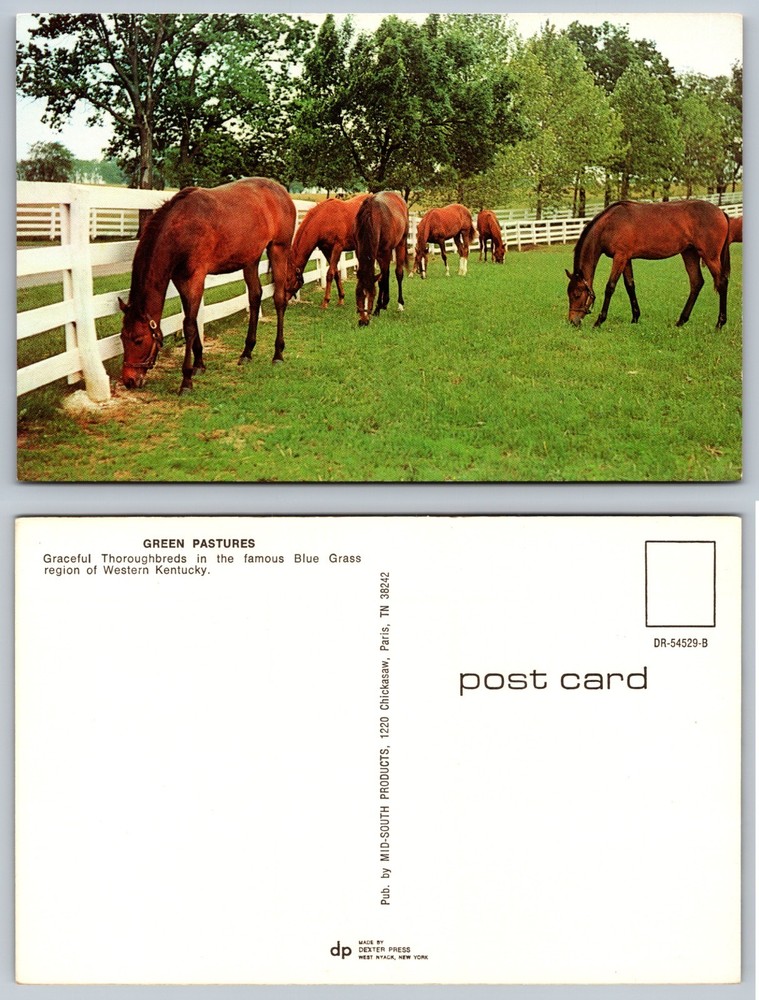 Green Pastures Thoroughbreds Kentucky Postcard
