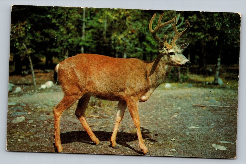 Vintage 'Monarch of the Forest' Deer Postcard Hazel Green Wisconsin