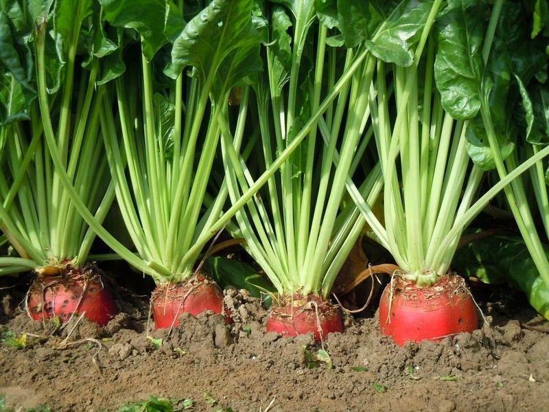 Red Mangle Beet Seeds - Fodder Forage Plot Cover Crop     bin311C