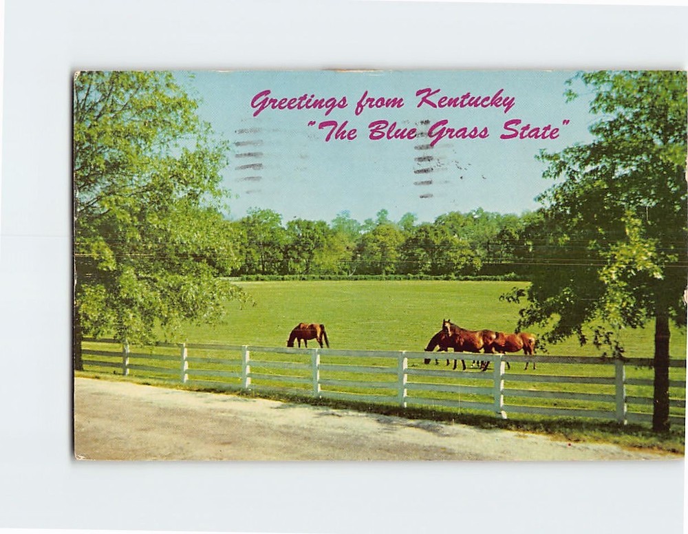 Postcard Blue Grass Horse Farm Greetings from The Blue Grass State Kentucky USA