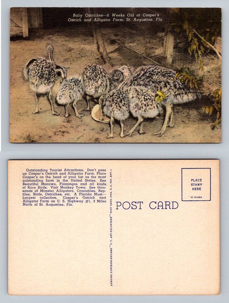 St. Augustine, FL-Florida, Baby Ostriches Caspers Ostrich Farm Vintage Postcard
