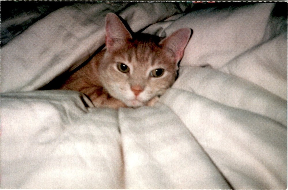 North Shore Animal League America, abandoned dogs, cats, new homes, Postcard
