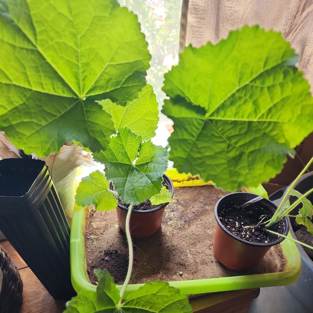 Single Hollyhock (Holly Hock) Pink Flower Alcea Rosea Live Plant