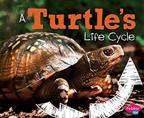A Turtle's Life Cycle Paperback Mary R. DunnFree US Delivery | ISBN:1515770605