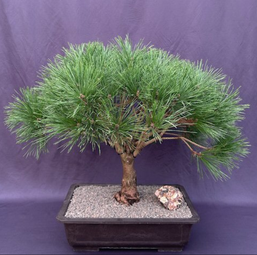 Japanese Red Pine Bonsai Tree Outdoor Pinus Densi Globosa 23