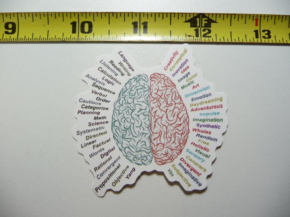 Brain Science Decal Sticker for School College Teaching Aid