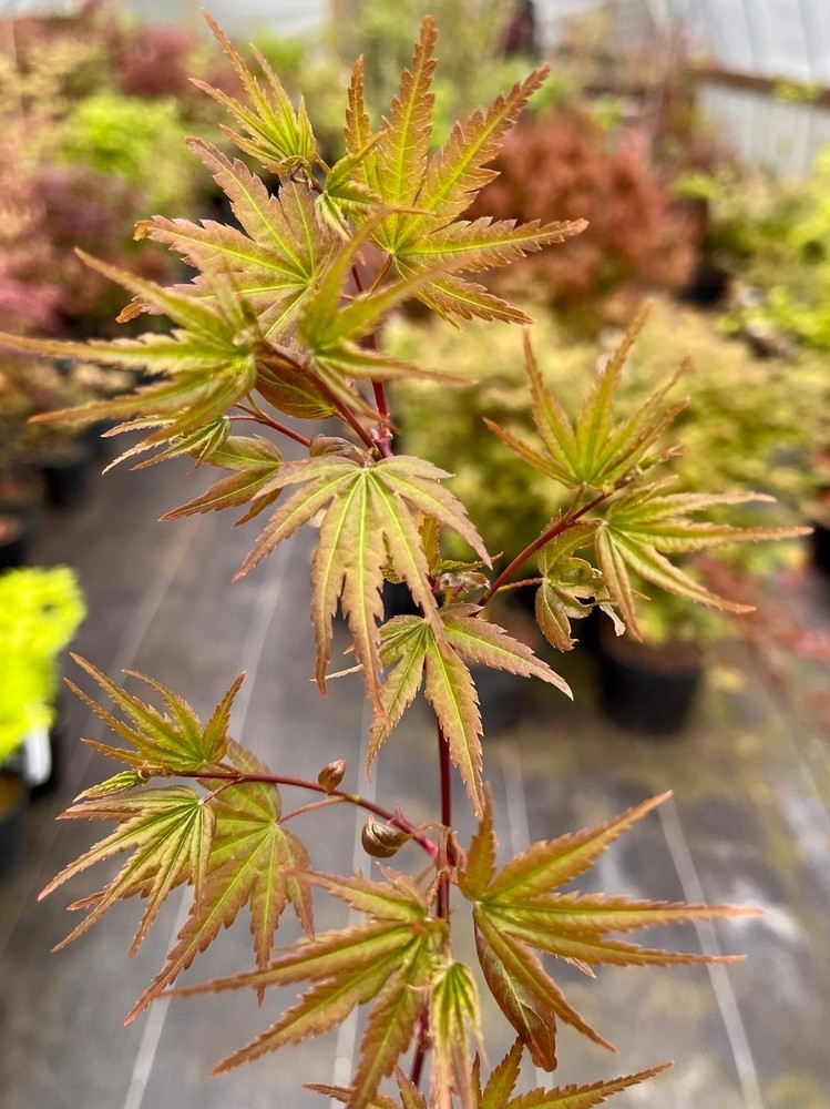 Acer palmatum 'Squitty' (Squitty Japanese Maple) Rare!-image