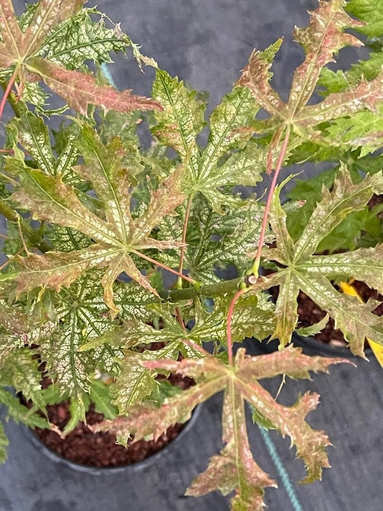 Acer palmatum 'Blonde Beauty' (Blonde Beauty Japanese Maple)-image