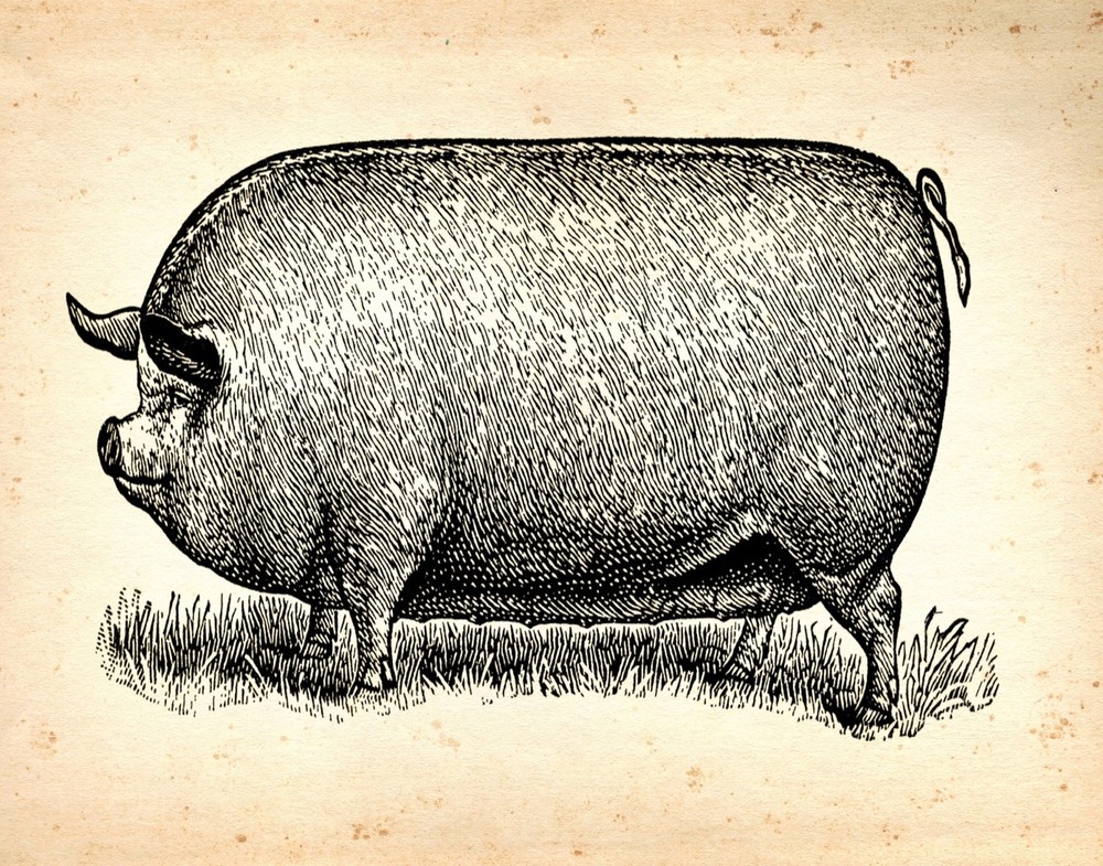 Decoration Poster.Home room art.Interior design.Fat pig.Vintage farm.Pork.7312