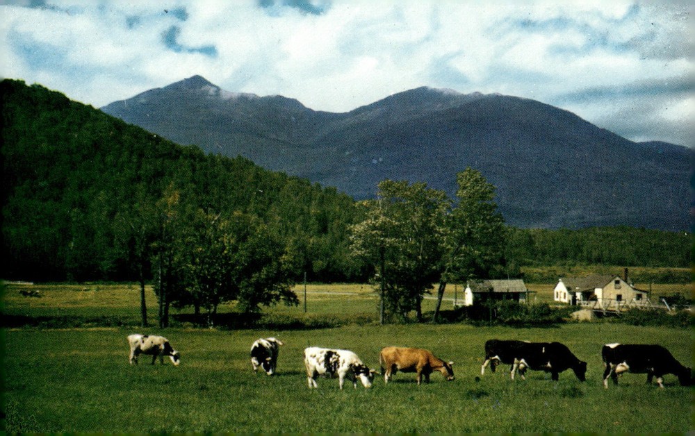 1950s Vermont Scene Pasture Time Tichnor Bros Lusterchrome Postcard Cows Farm
