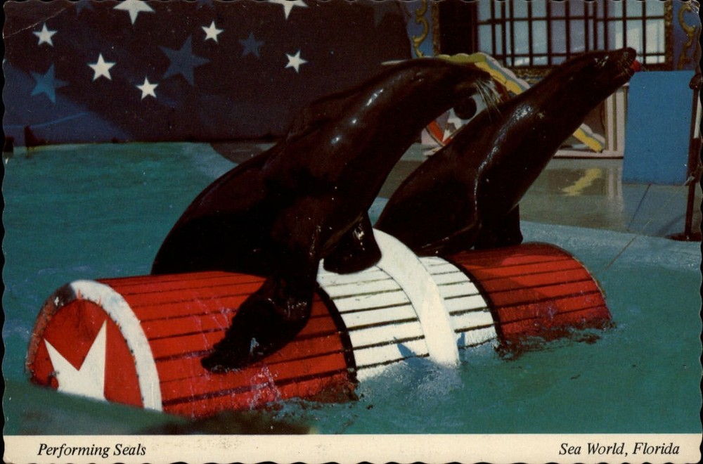 Performing Seals Sea World ~ Orlando Florida ~ vintage postcard
