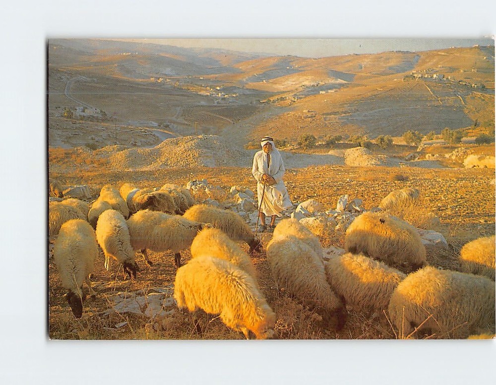 Postcard Shepherds Field Bethlehem Palestine