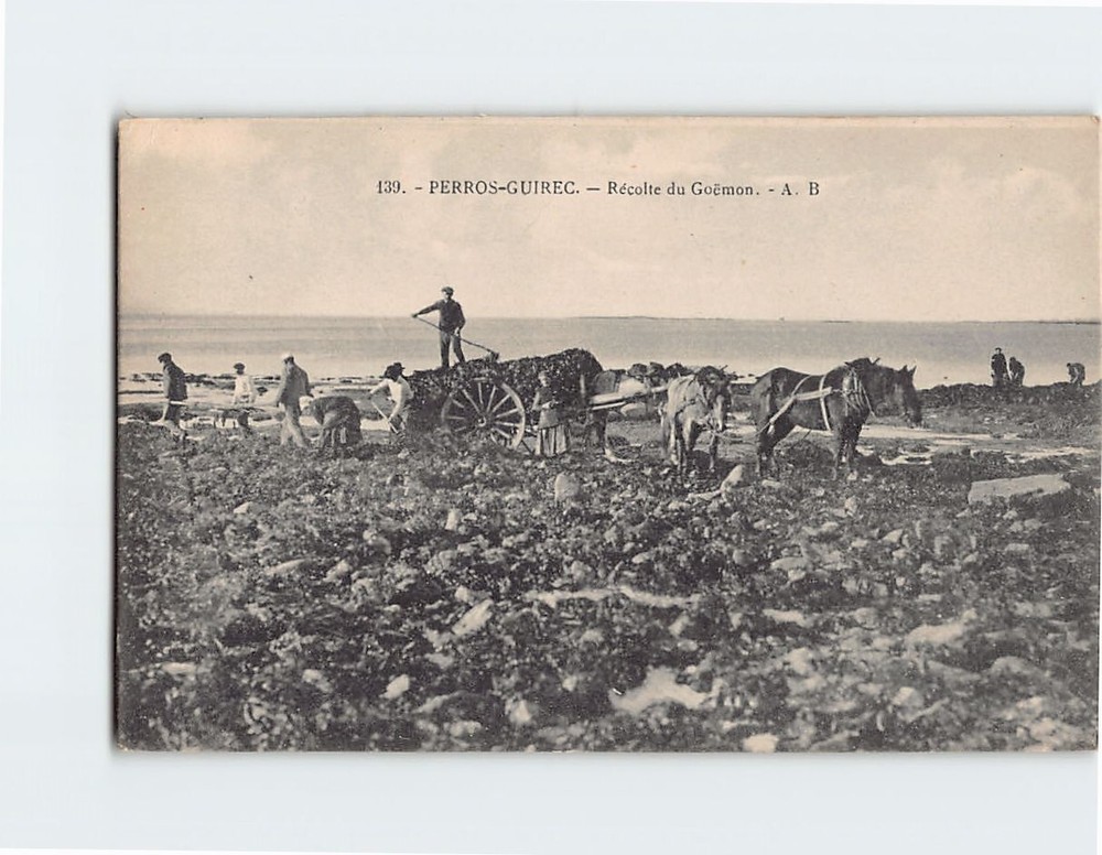Postcard Récolte du Goëmon Perros-Guirec France