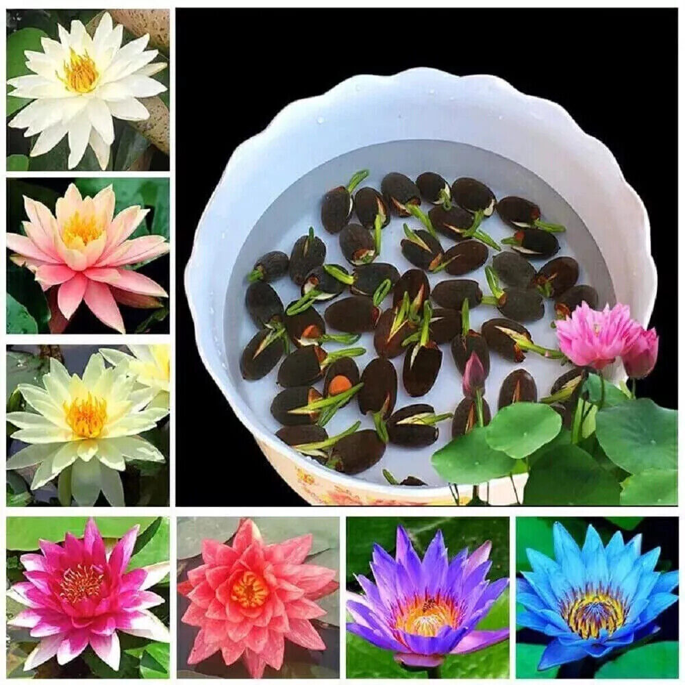 30Pc Seeds Lotus Mix Flower Seed Hand Picked Aquatic Plants Water Garden New