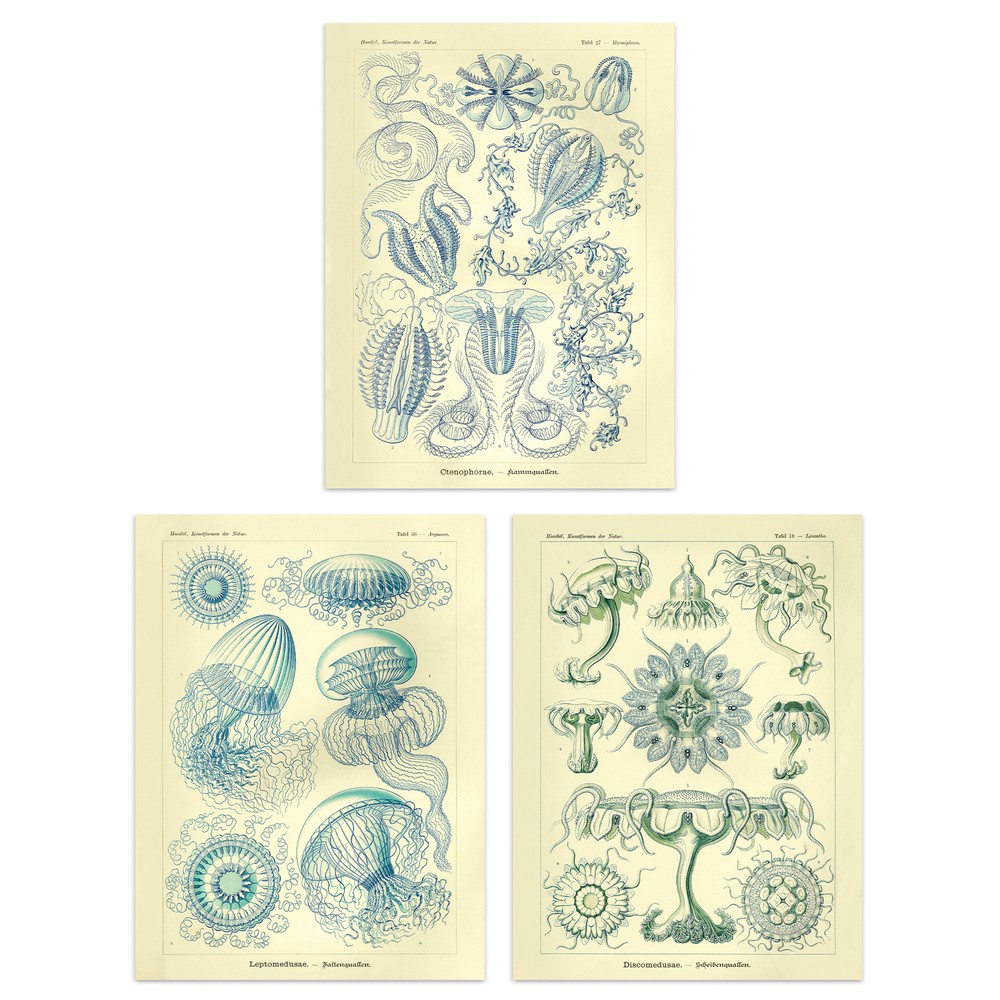 Jellyfish Blue Yellow Haeckel Vintage Illustrations Marine Poster 3 Pack 12X16