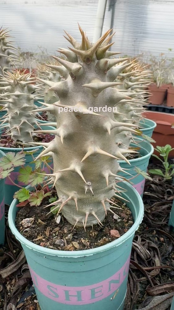 Pachypodium ambongense RareSucculent Plant Garden Décor Boutique width3CM high10