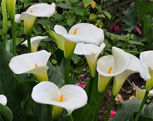 Calla Lily Imported white Pack of 2 Bulbs