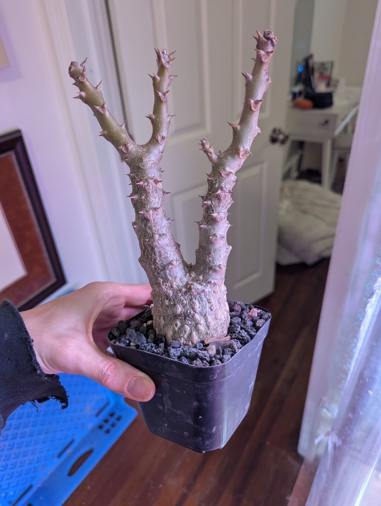 Pachypodium windsorii (Not baronii, gracilius, ambongense, adenium)