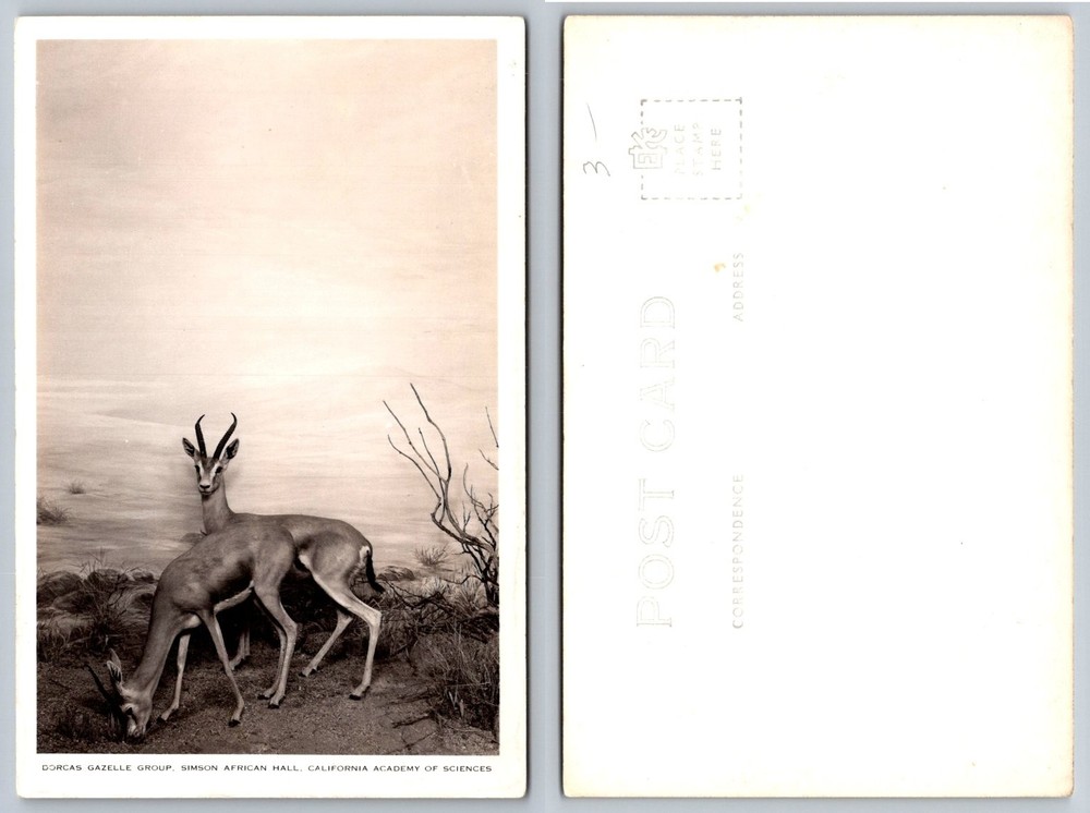 Dorcas Gazelle Group Simson African Hall California Academy of Sciences Postcard-image