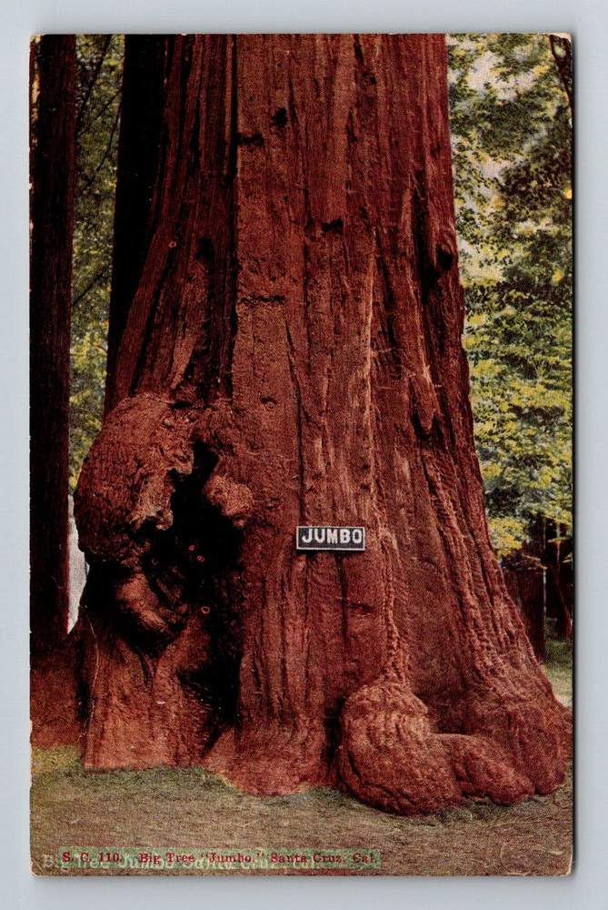 Santa Cruz, CA-California, Jumbo Big Tree Redwood Grove Vintage Postcard